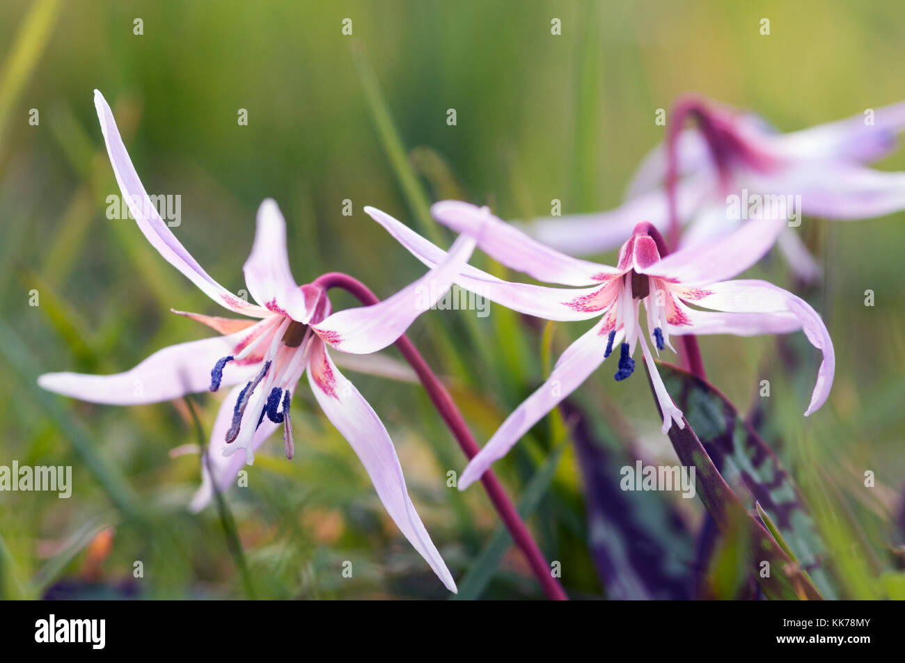 ERYTHRONIUM DENS CANIS Stock Photo