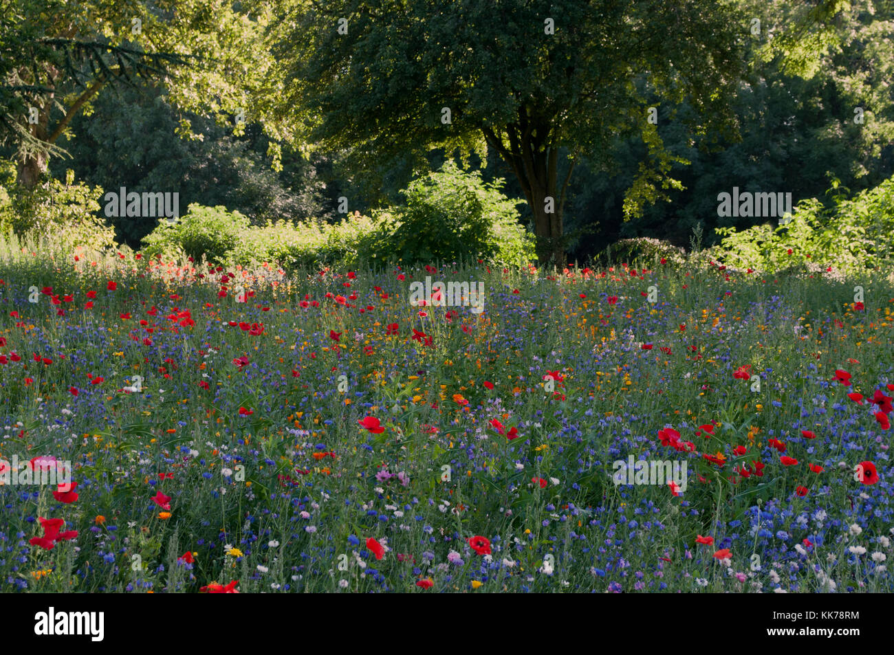 WILD FLOWERS PLANTED ON TRAFFIC ISLAND IN COVENTRY Stock Photo