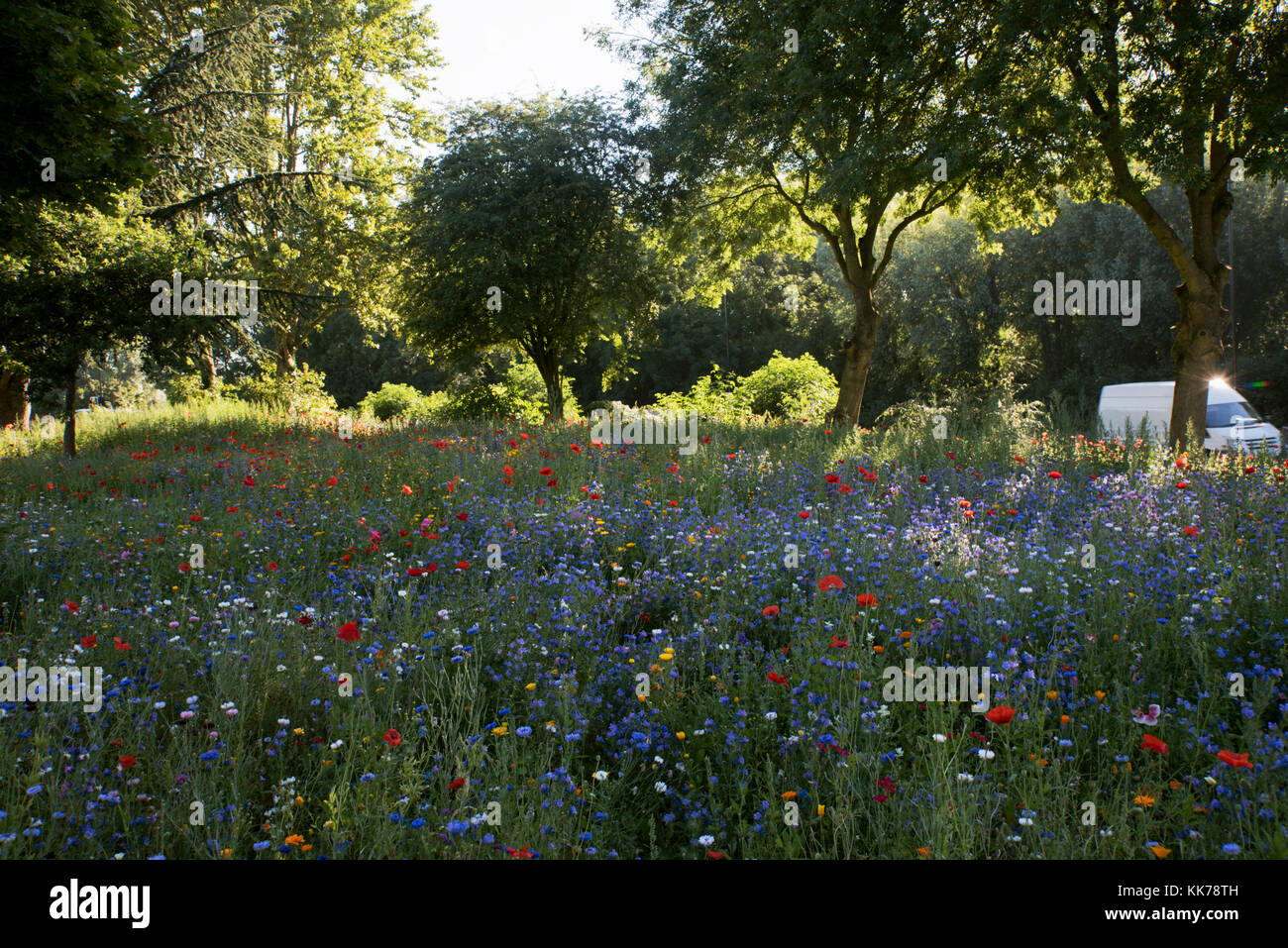 WILD FLOWERS PLANTED ON TRAFFIC ISLAND IN COVENTRY Stock Photo
