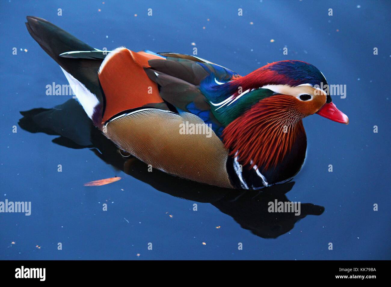Mandarin Duck Swimming in a Pond Stock Photo - Alamy