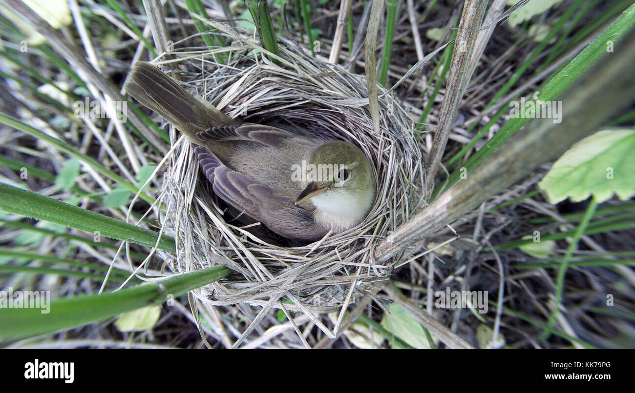 Acrocephalus palustris. The nest of the Marsh Warbler in nature. Russia Stock Photo