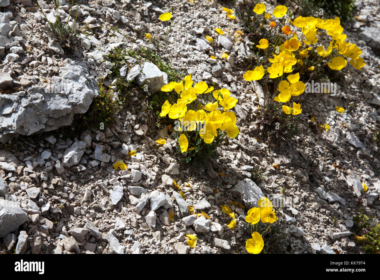 Rhaetian Poppy flowers growing on limestone scree toward the head of ...