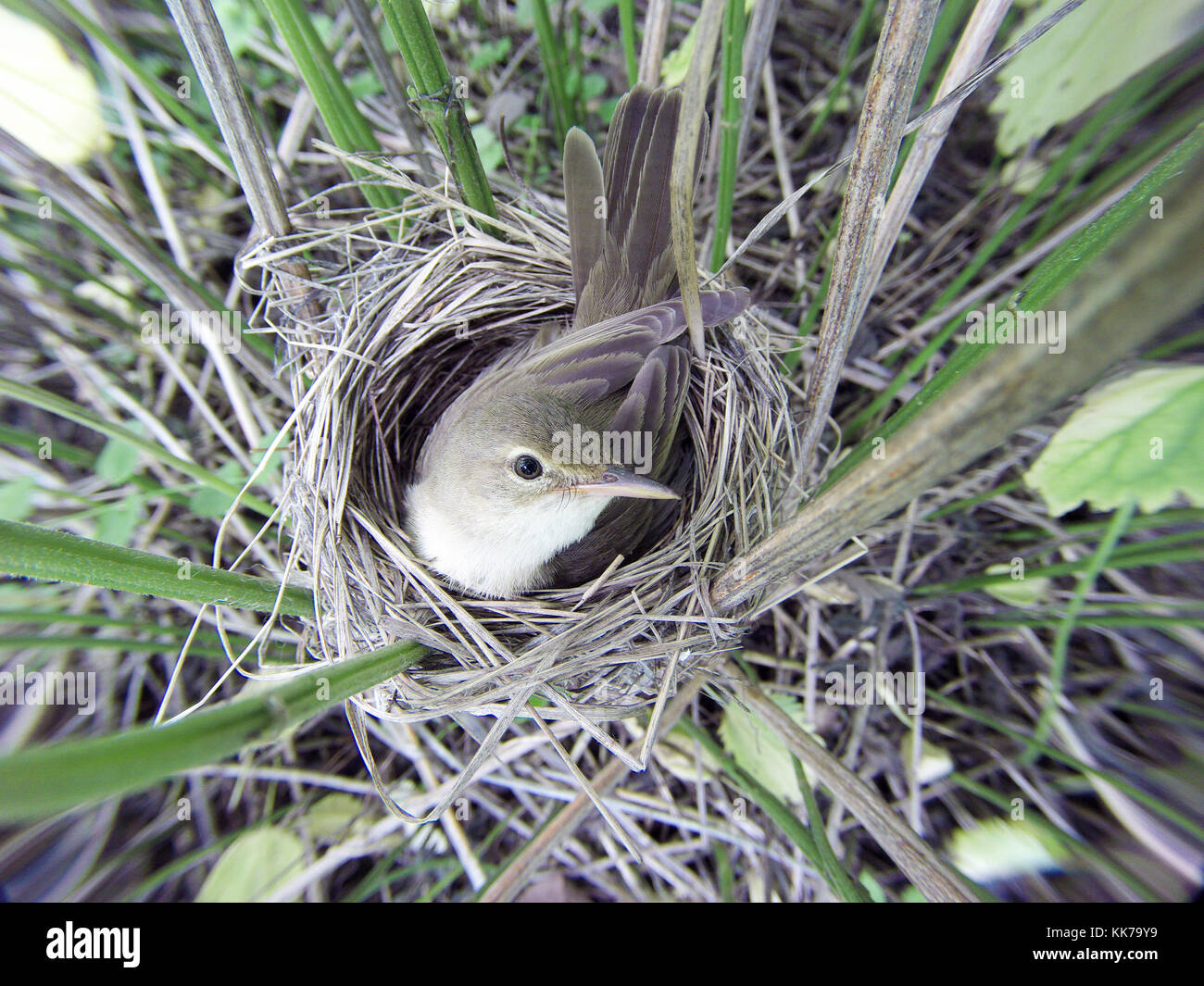 Acrocephalus palustris. The nest of the Marsh Warbler in nature. Russia Stock Photo
