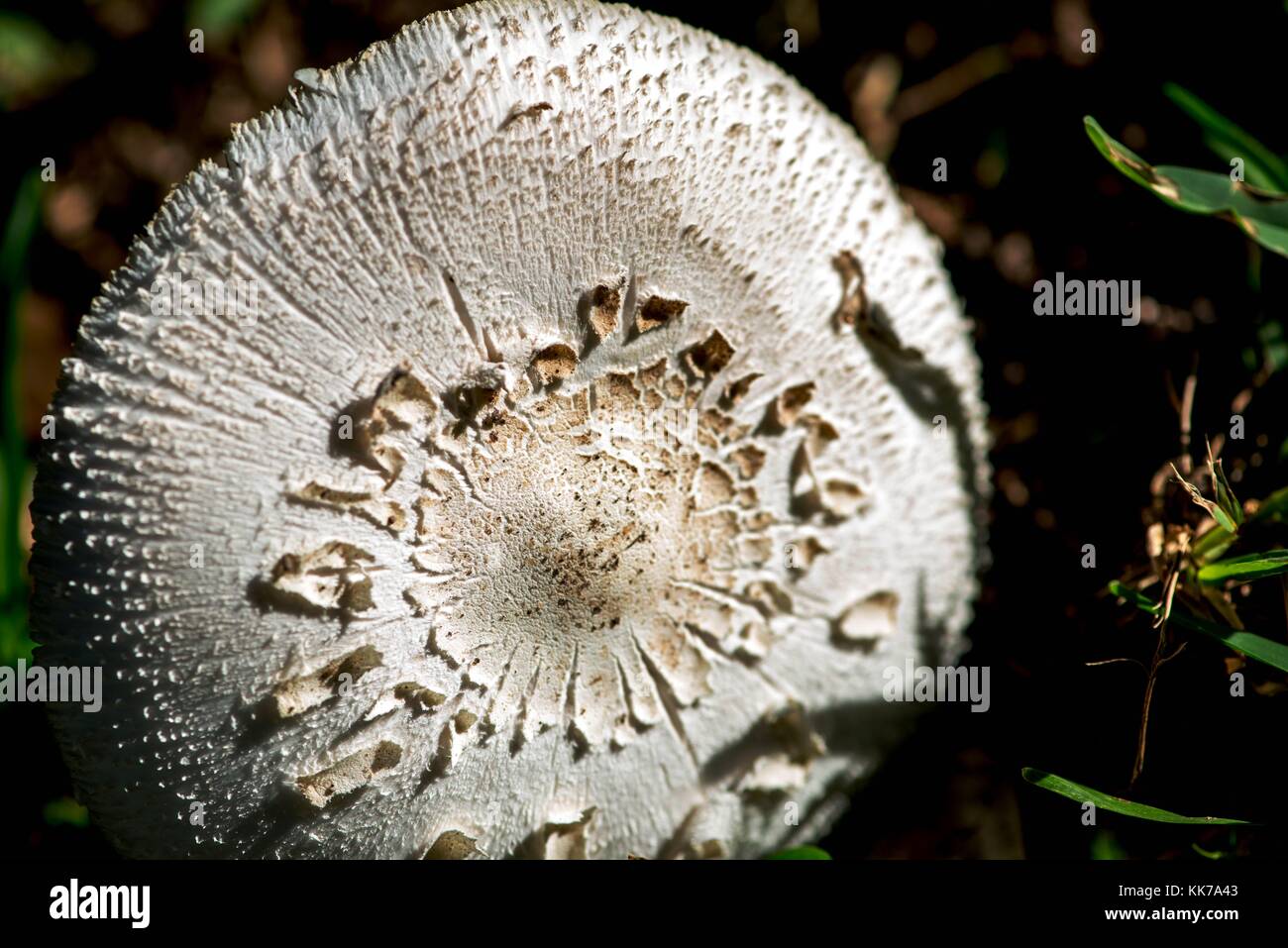 white mushroom growing in a lawn Stock Photo Alamy