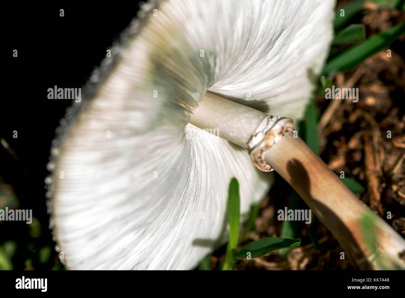 white mushroom growing in a lawn Stock Photo Alamy