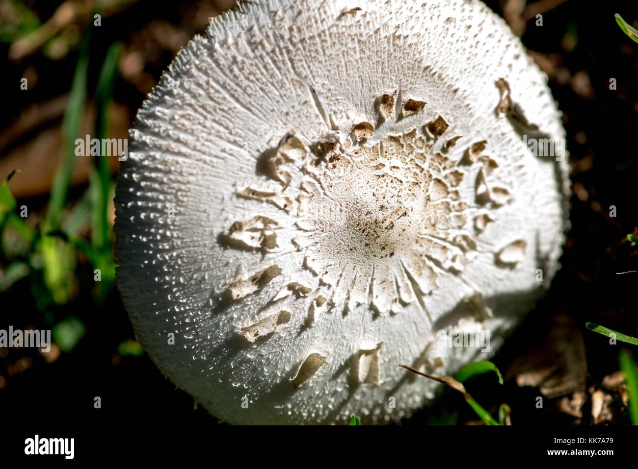 white mushroom growing in a lawn Stock Photo Alamy