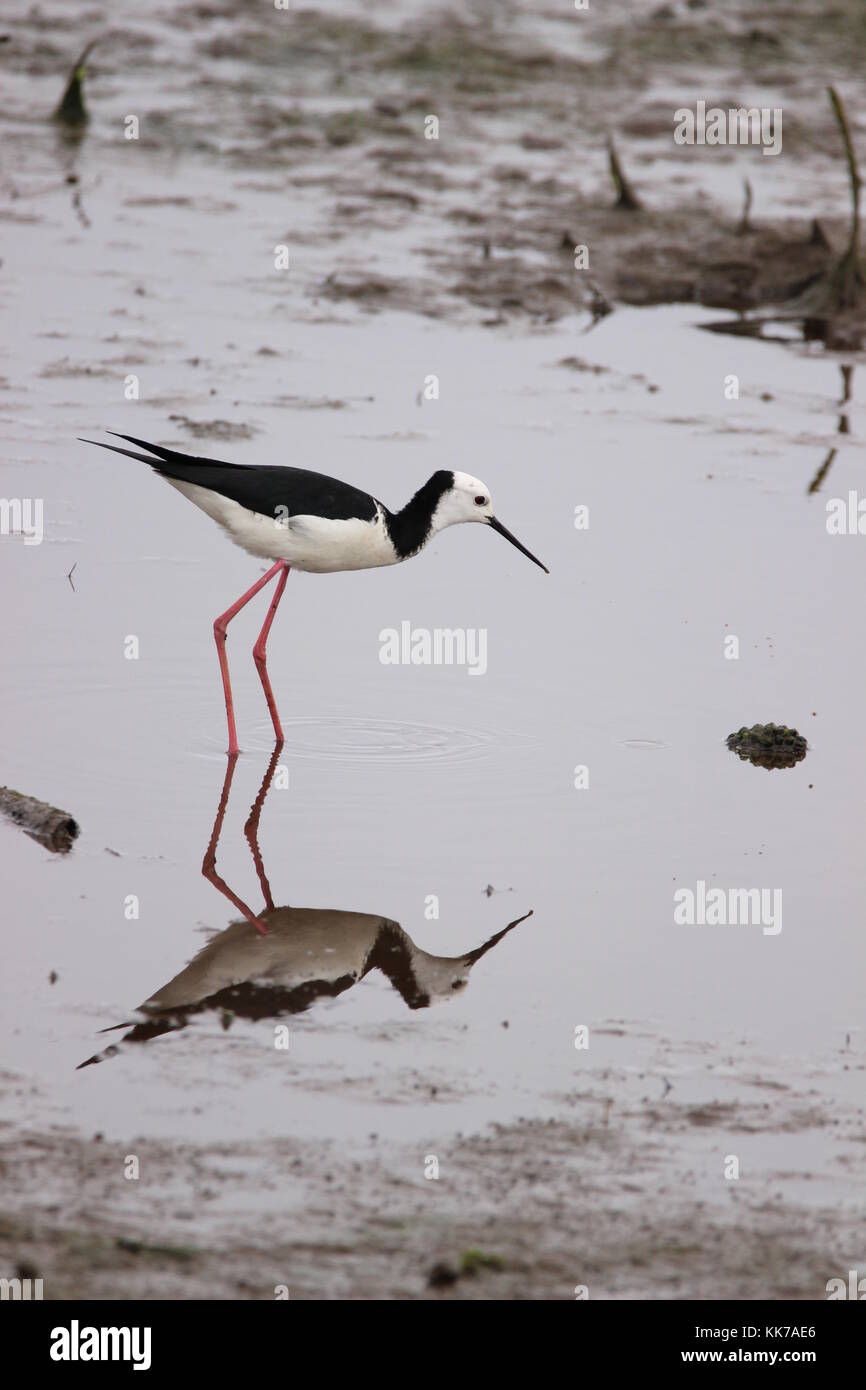 New Zealand pied stilt feeding Stock Photo