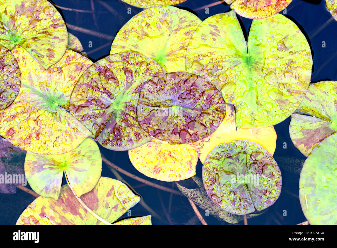 Many green lily pads on the surface of a garden pond Stock Photo - Alamy