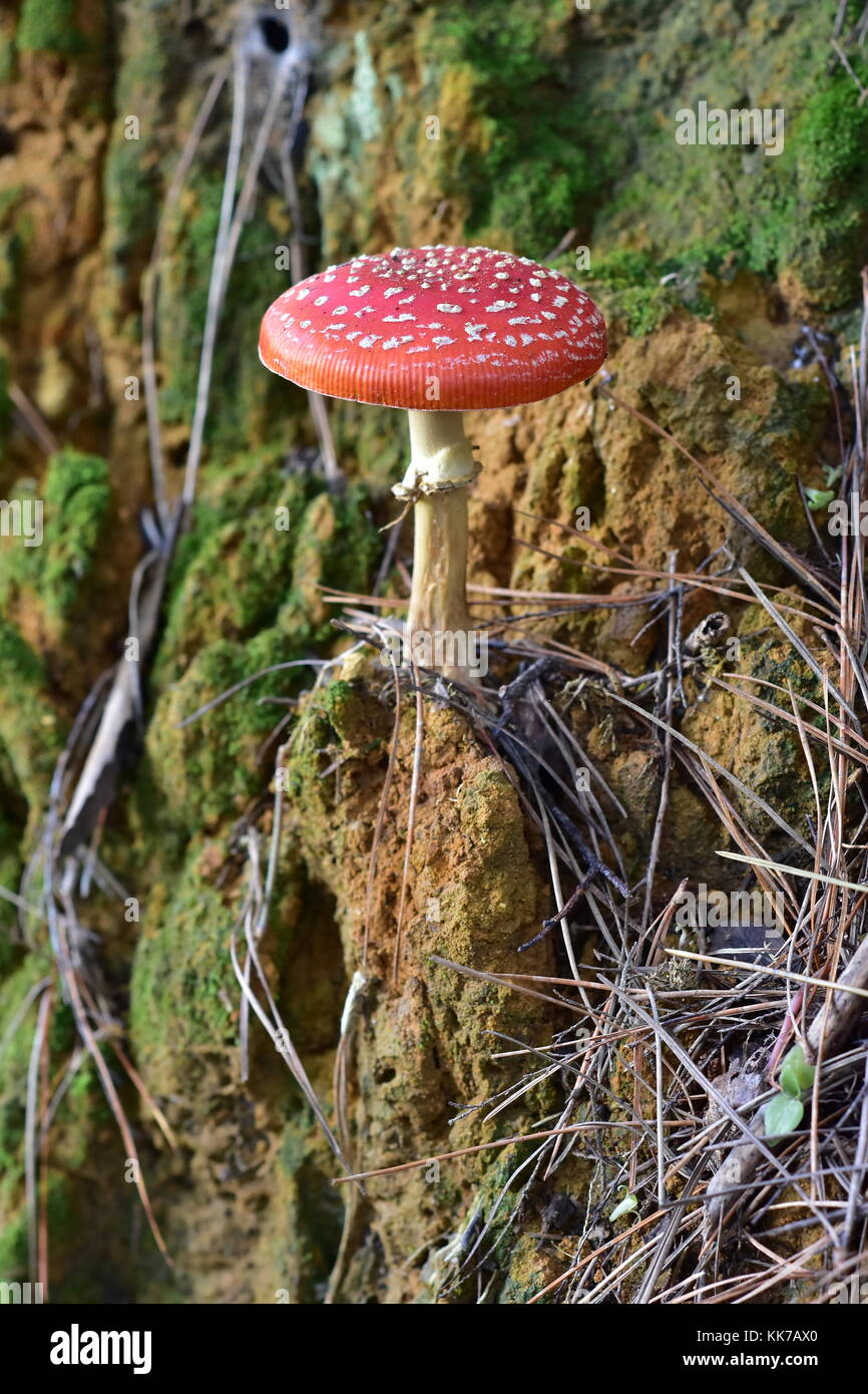 Red toadstool mushroom Amanita muscaria growing on patch of eroding ...