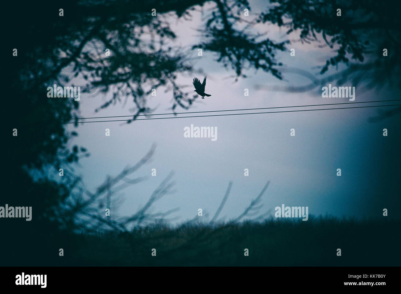 Crow bird birds hi-res stock photography and images - Alamy