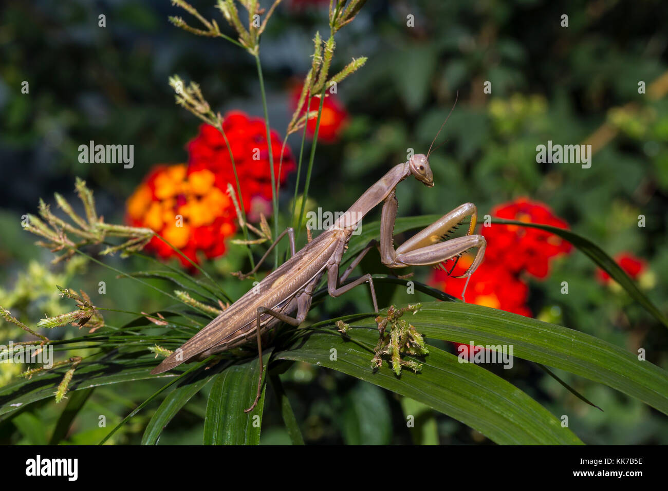 1, one, praying mantis, praying mantid, Novato, Marin County, California Stock Photo