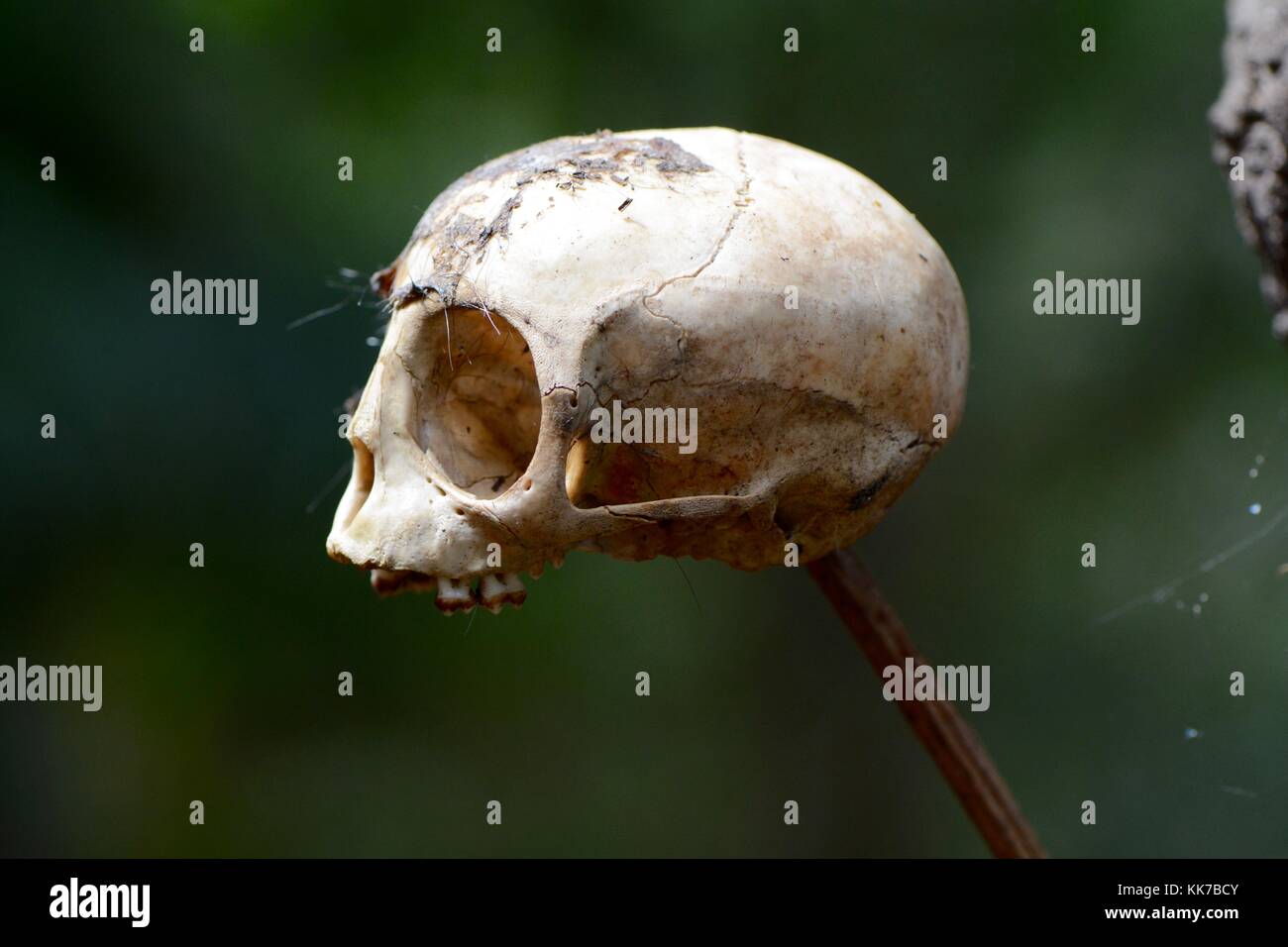 Monkey skull posed on a jungle branch Stock Photo