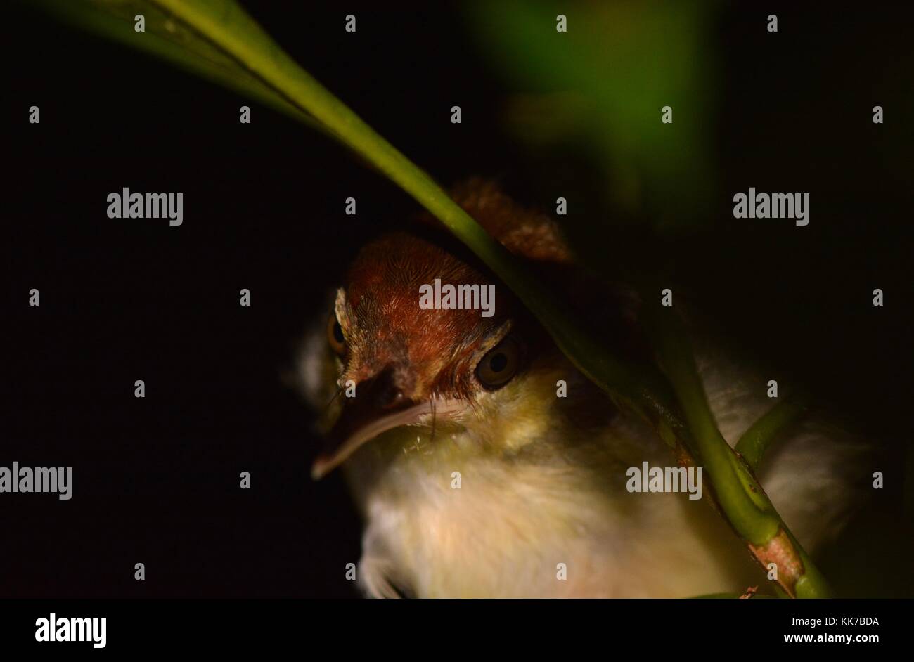 Tailorbird perched at night Stock Photo