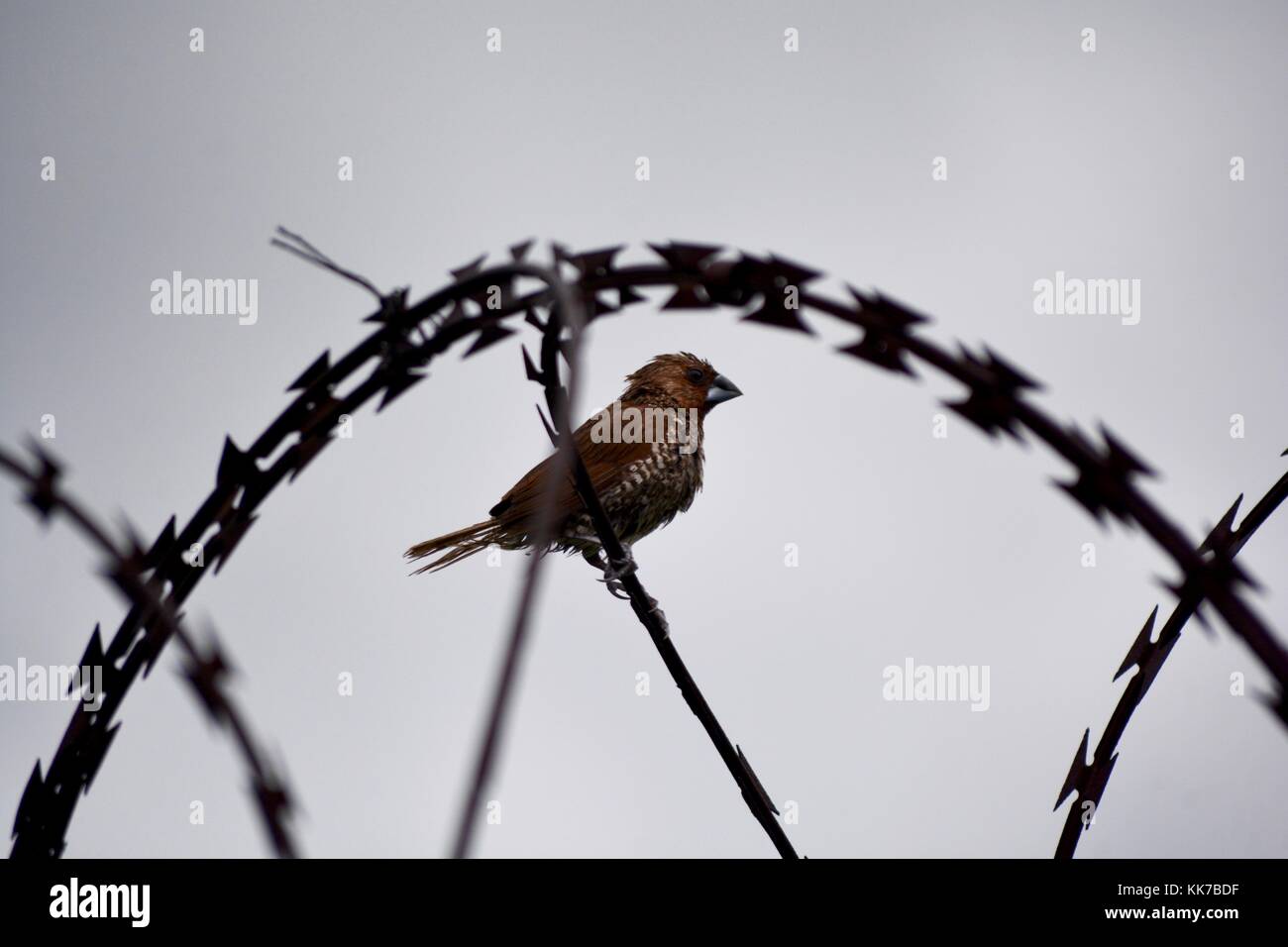 bird razor wire moody Stock Photo