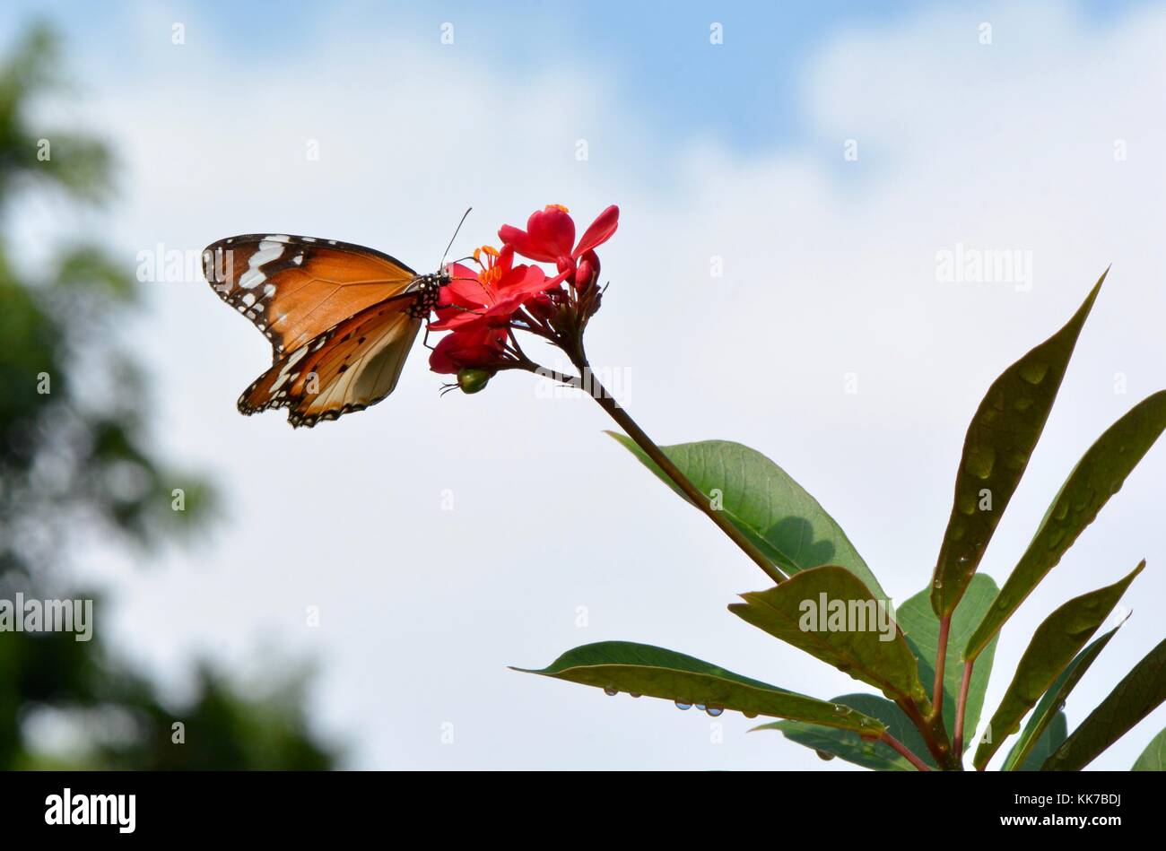plain tiger butterfly in Malay garden Stock Photo