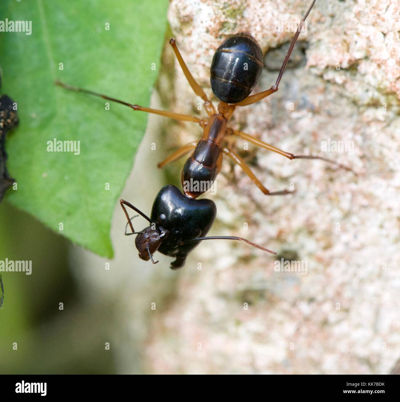 Large wood ant with decapitated ant attached to antenna Stock Photo - Alamy