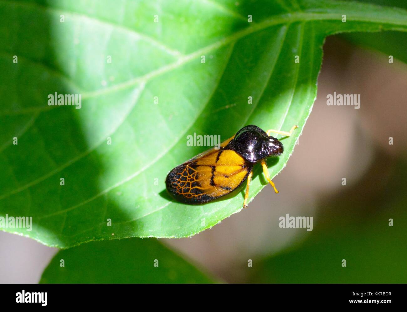 Brightly coloured planthopper from Genting Highlands Malaysia Stock Photo