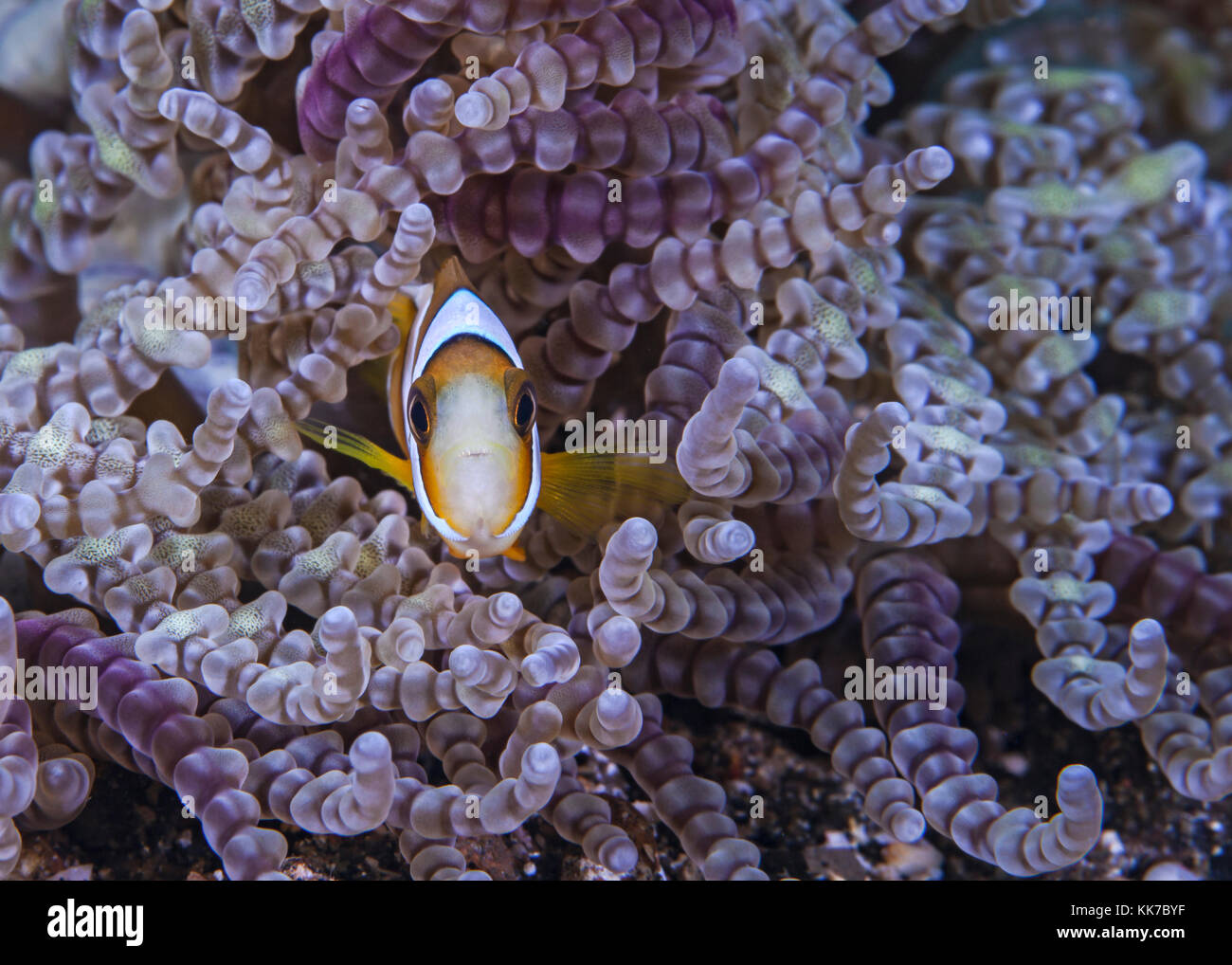 Orange clownfish peers from purple beaded-tentacle anemone, Heteractis aurora. Lembeh Straits, Indonesia. Stock Photo