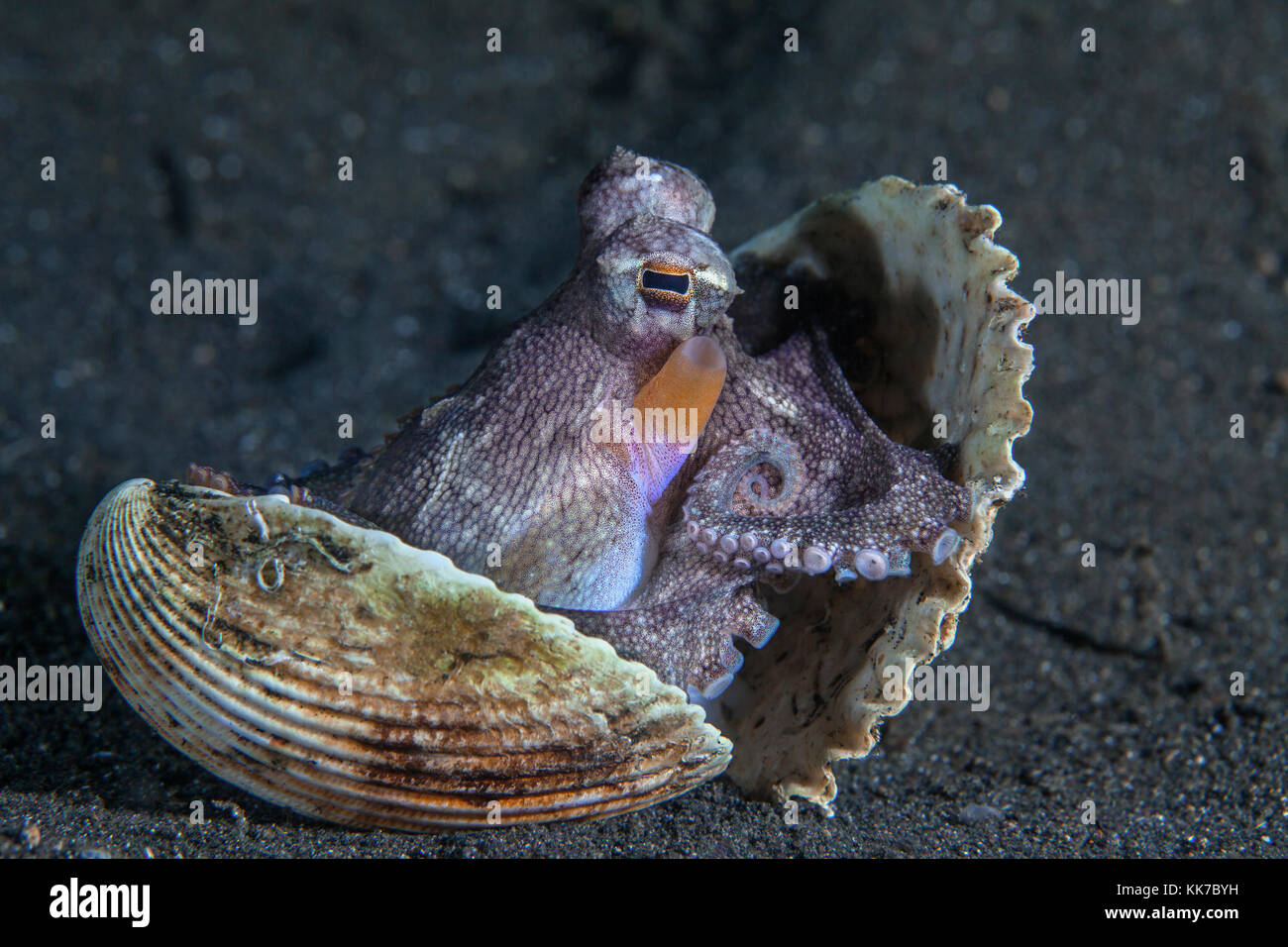 Coconut octopus ( Amphioctopus marginatus) occupies an abandoned shell on the ocean floor. Lembeh Straits, Indonesia. Stock Photo