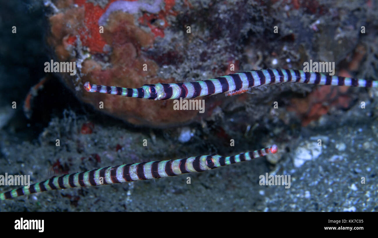 Male and female banded pipefish (Doryrhamphus dactyliophorus) inside a cavern. Male pipefish is carrying eggs. Lembeh Straits, Indonesia. Stock Photo