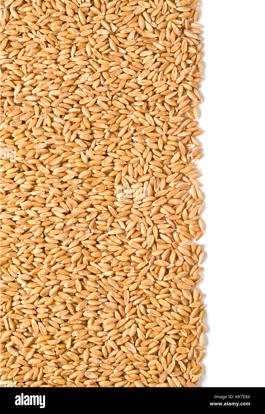 wheat dinkel close-up isolated on white background with clipping path Stock Photo