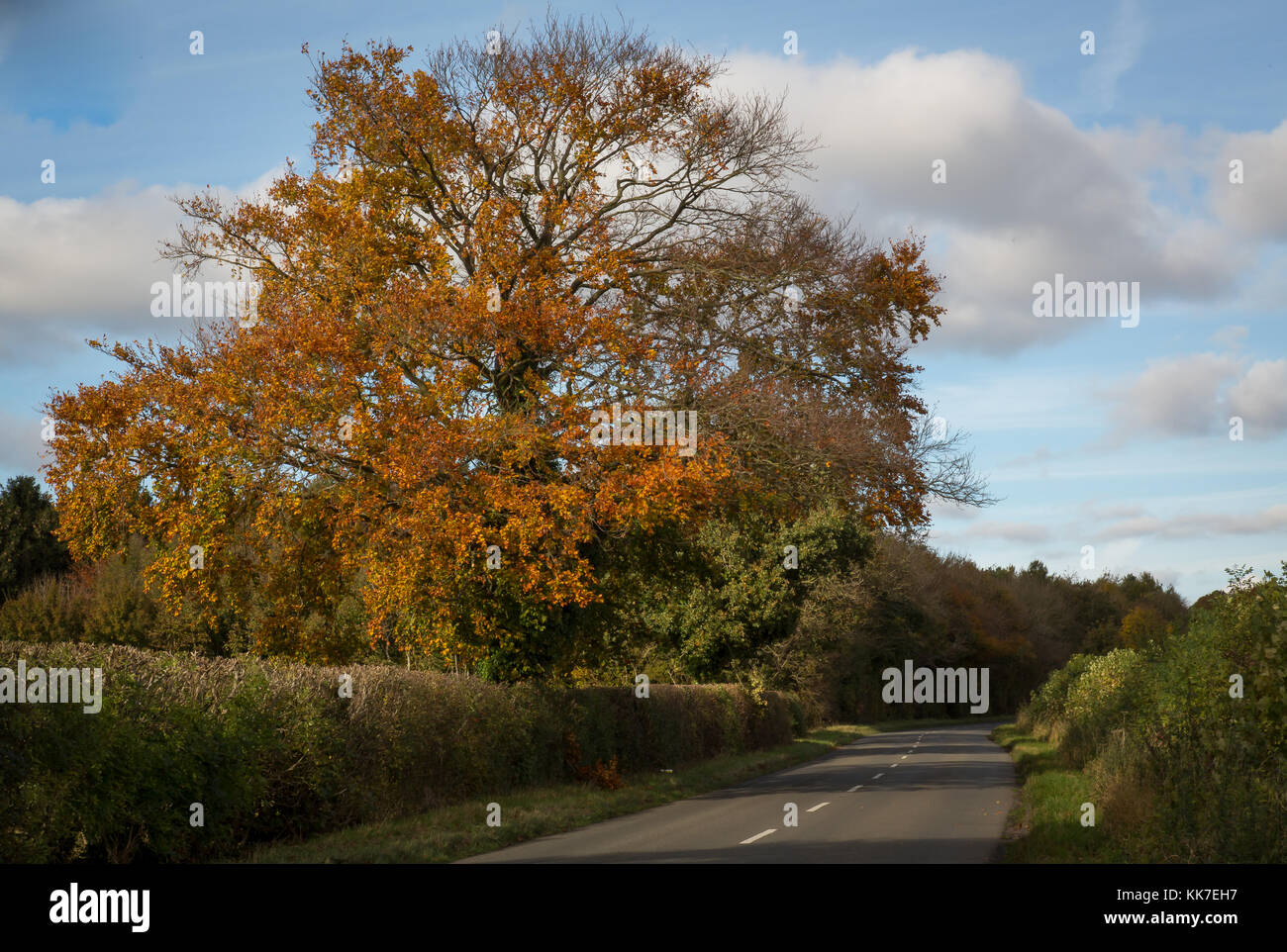 Some of the autumn trees on the road to Heyford Park, Oxfordshire.  I have been watching these gradually change colour over the last few weeks so thou Stock Photo