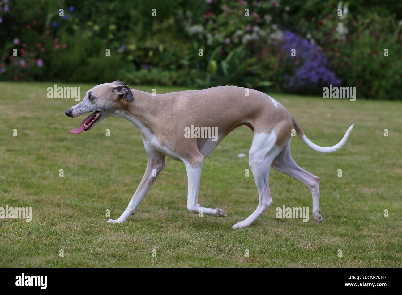 whippet blue fawn