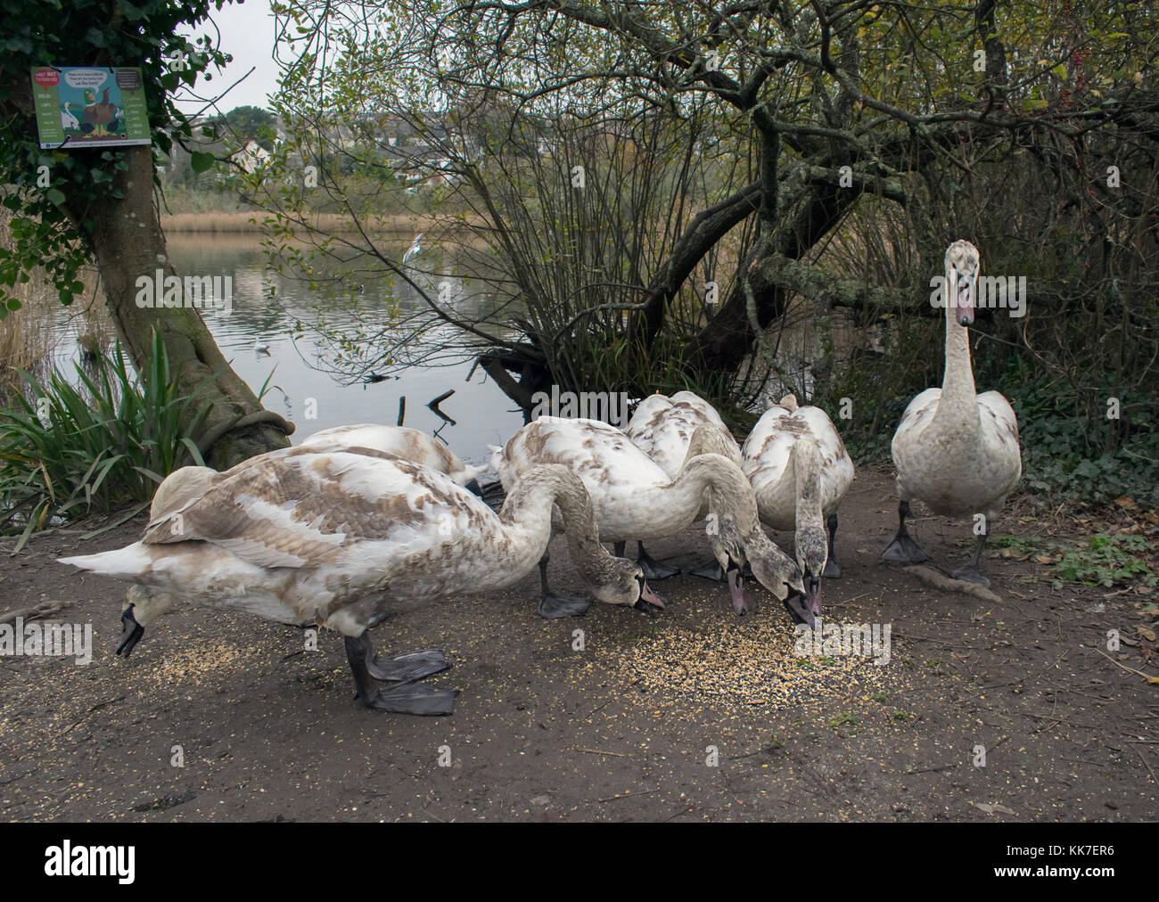 A group of young signet swans feeding off grain on the ground. A sign ...