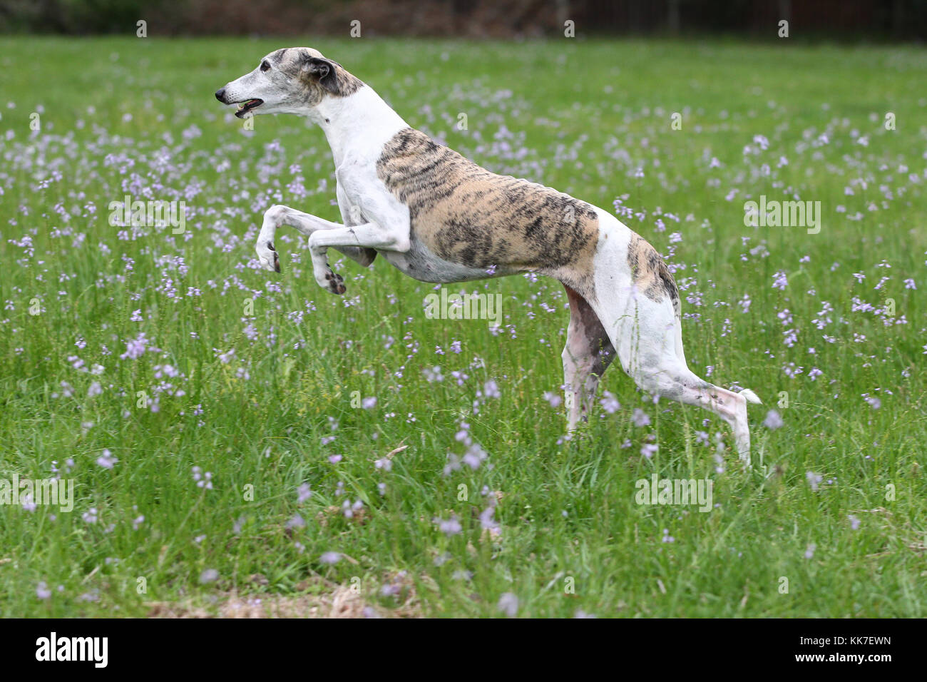 White and brindle whippet Clearance