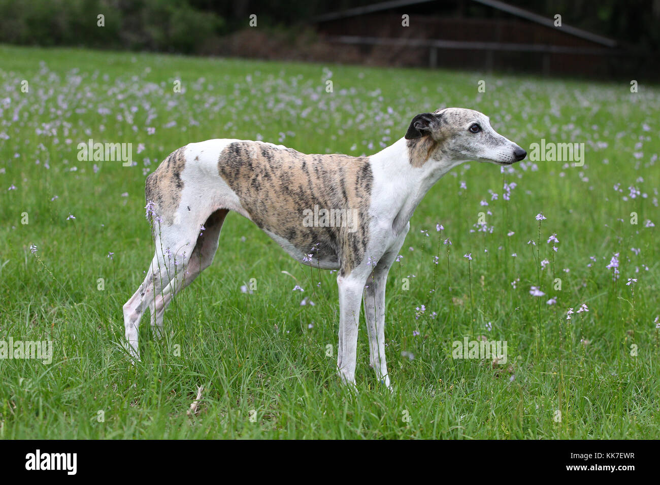 Brindle Whippet High Resolution Stock 