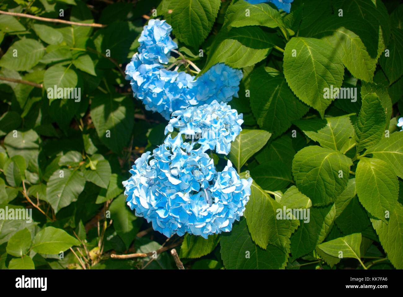 Blue hydrangea flowers in Pennsylvania Stock Photo Alamy