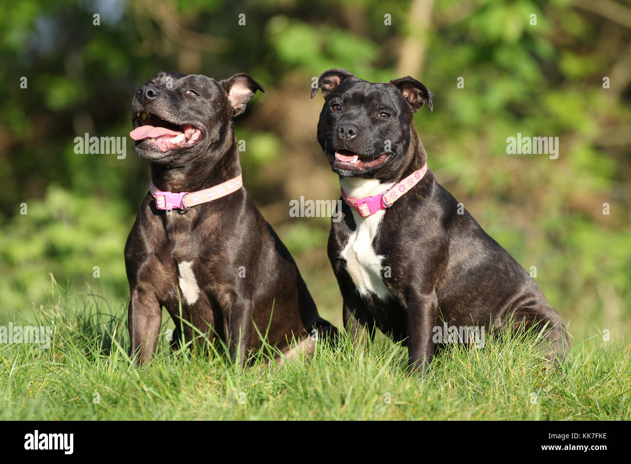 Are Staffies Good With Other Dogs
