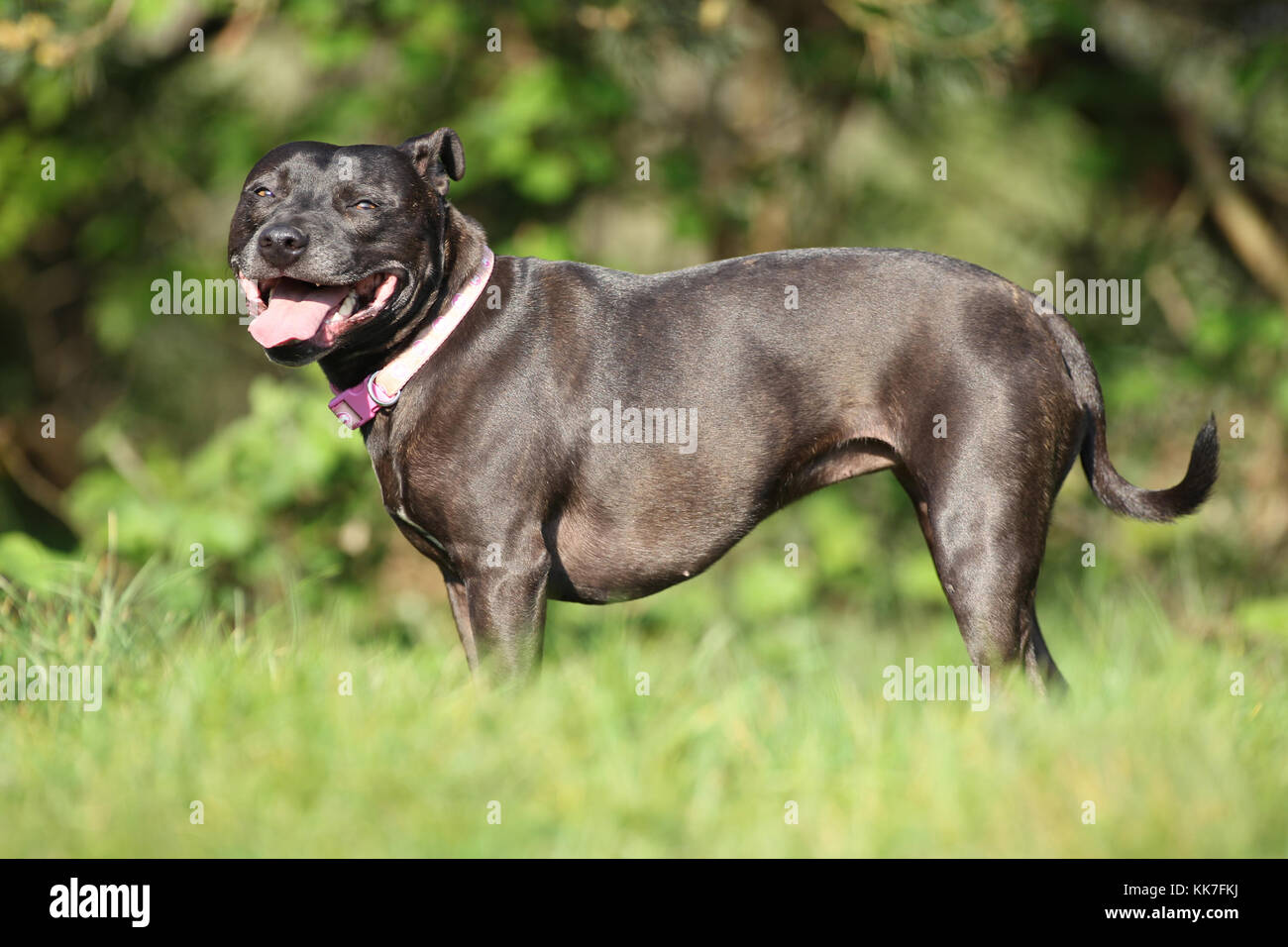 american pitbull terrier staffordshire bull terrier