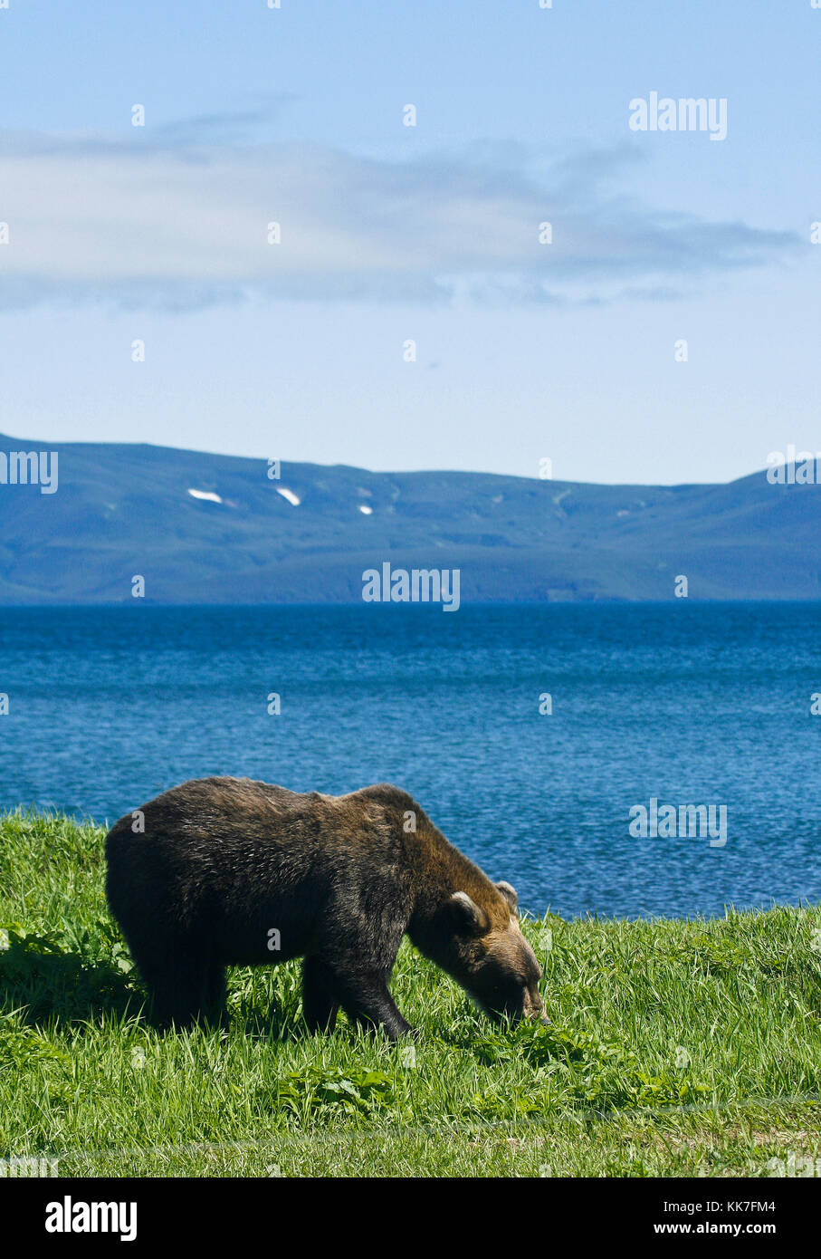 Brown bear( Ursus arctos). Kurile lake. Kamchatka. Siberia. Russia. Stock Photo