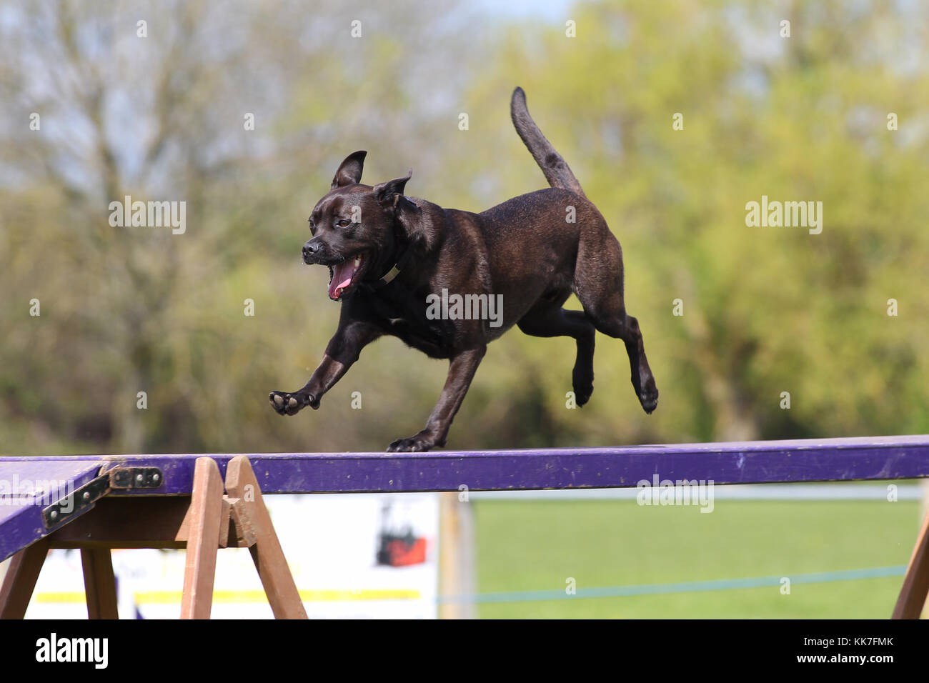 stafford x labrador