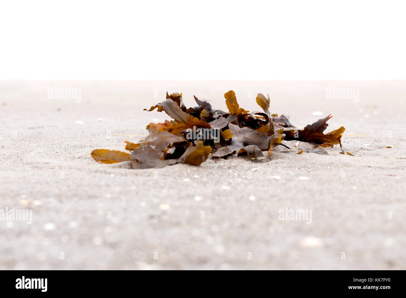 Breege, Germany, brown algae on the beach of Breege on Ruegen Stock Photo