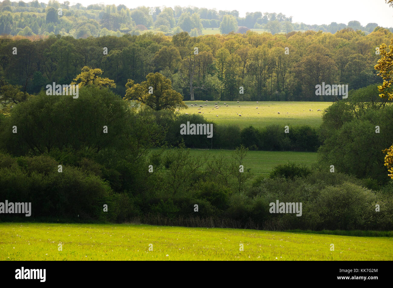 Sherborne Nature Reserve, Gloucestershire Stock Photo