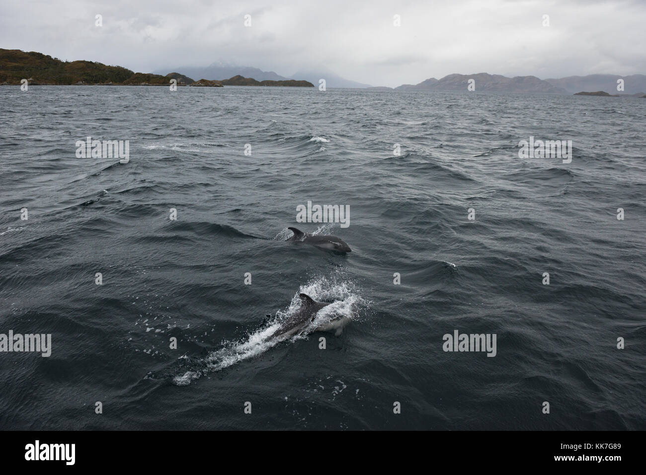 Peale's Dolphin in the southern Chilean fjords Stock Photo