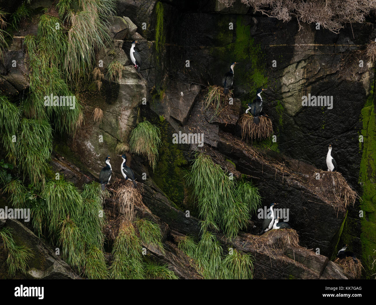 Imperial Cormorants (Leucocarbo atriceps) nesting on a remote island in the southern Chilean fjords Stock Photo