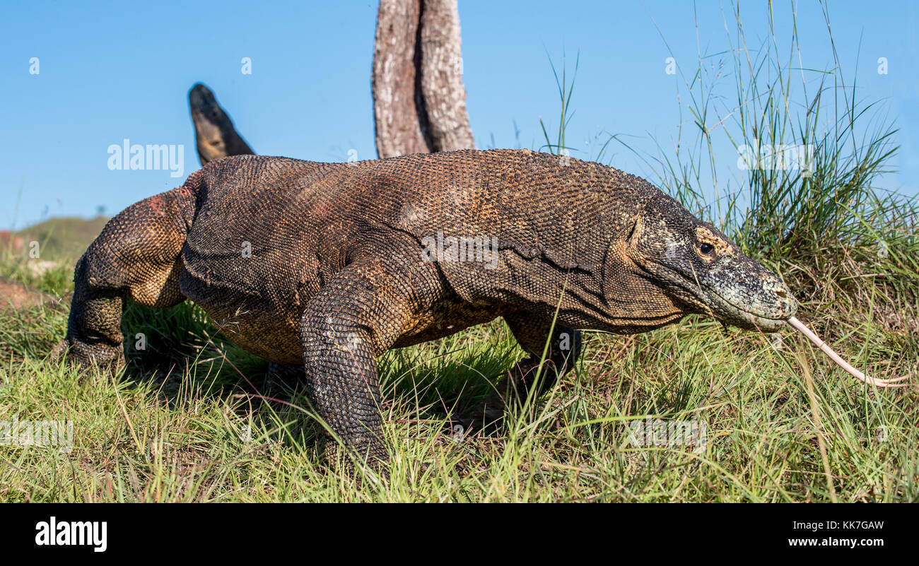 Komodo dragon ( Varanus komodoensis ) with the forked tongue sniff air ...