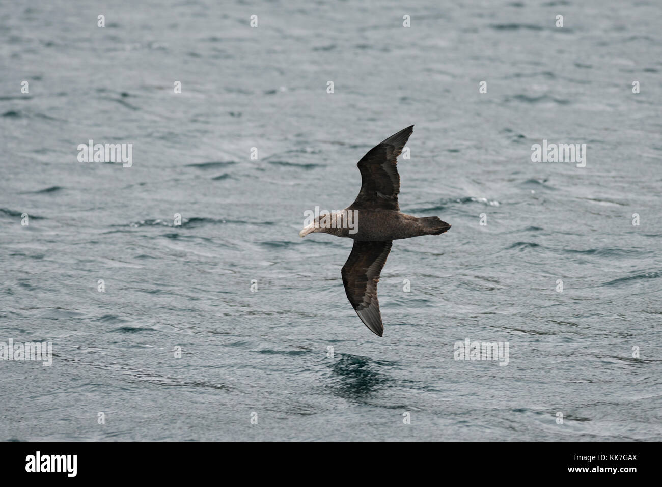 Southern Giant Petrel flying over the waters of the Straits of Magellan, Chile Stock Photo