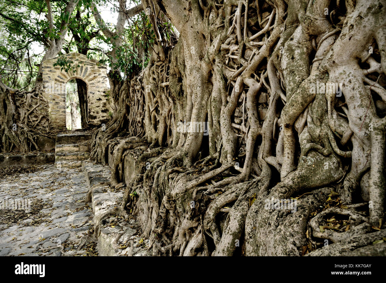 Roots of banyan trees at Fasilides' Bath in Gondar, Ethiopia Stock Photo
