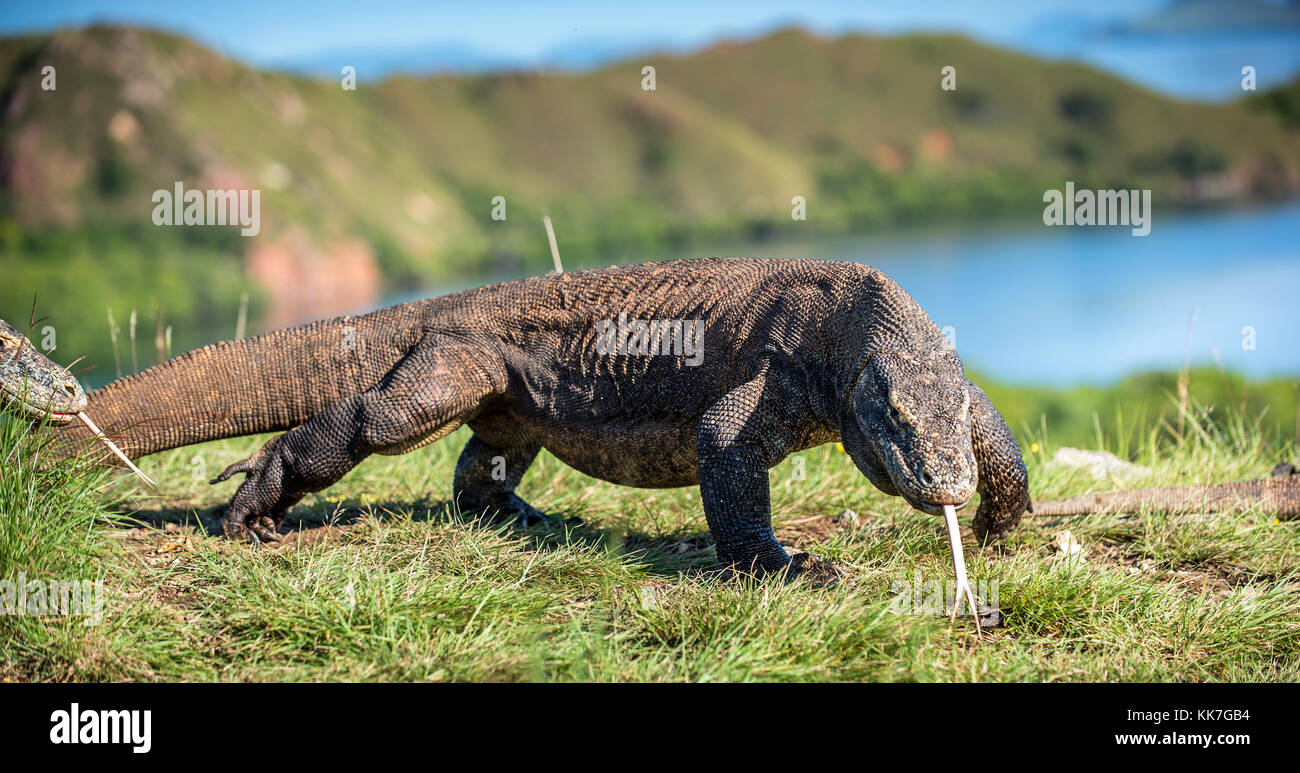 Komodo dragon ( Varanus komodoensis ) with the forked tongue sniff air ...