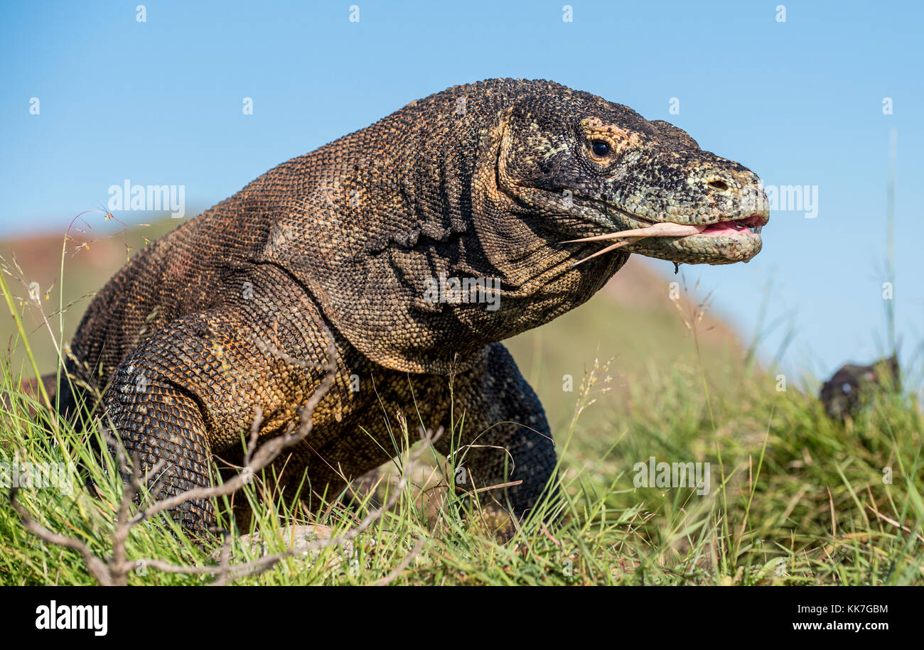 Komodo dragon ( Varanus komodoensis ) with the forked tongue sniff air ...