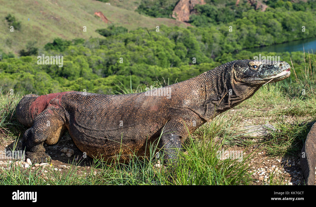 Komodo dragon ( Varanus komodoensis ) with the forked tongue sniff air ...