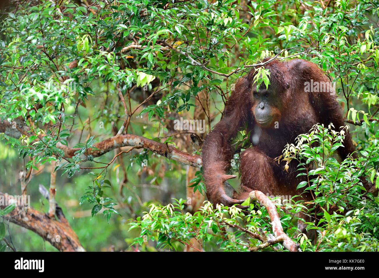 Bornean orangutan under rain on the tree in the wild nature. Central Bornean orangutan ( Pongo pygmaeus wurmbii ) on the tree  in natural habitat. Tro Stock Photo