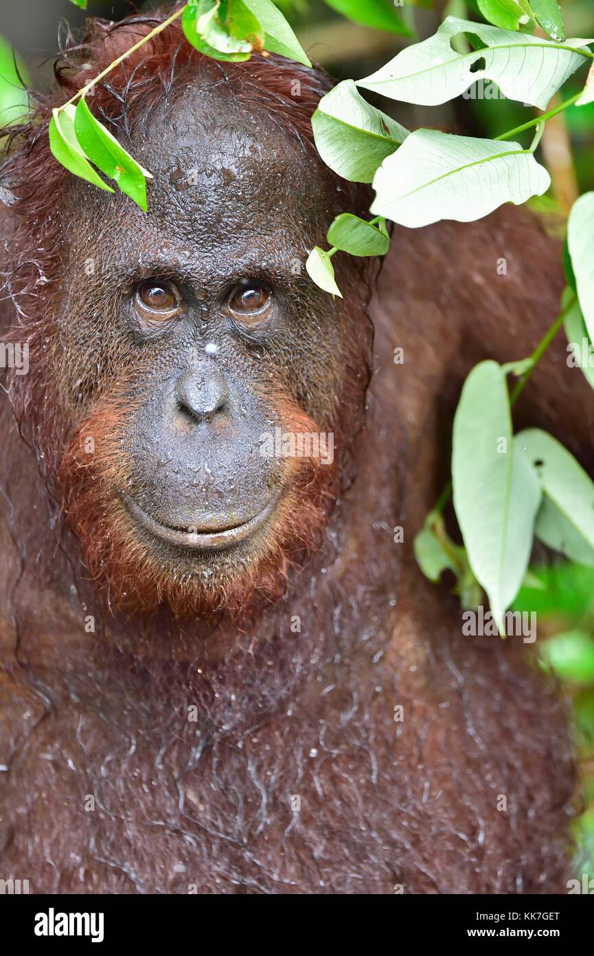 A close up portrait of the Bornean orangutan (Pongo pygmaeus) under rain in the wild nature. Central Bornean orangutan ( Pongo pygmaeus wurmbii ) in n Stock Photo