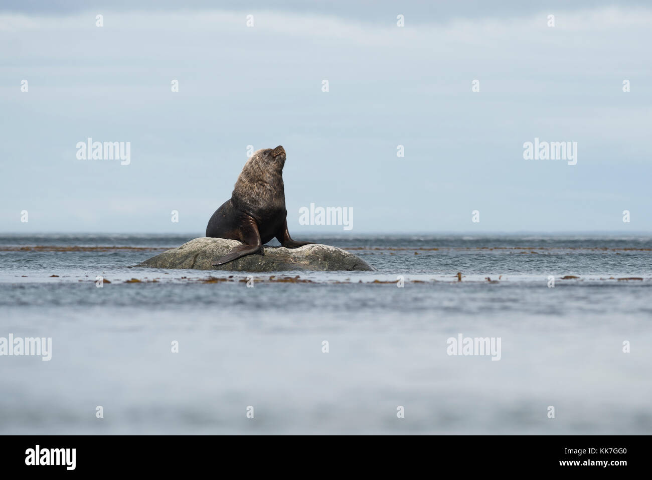 A South American Sea Lion (Otaria byronia) basking on a rock in the Straits of Magellan, Chile Stock Photo