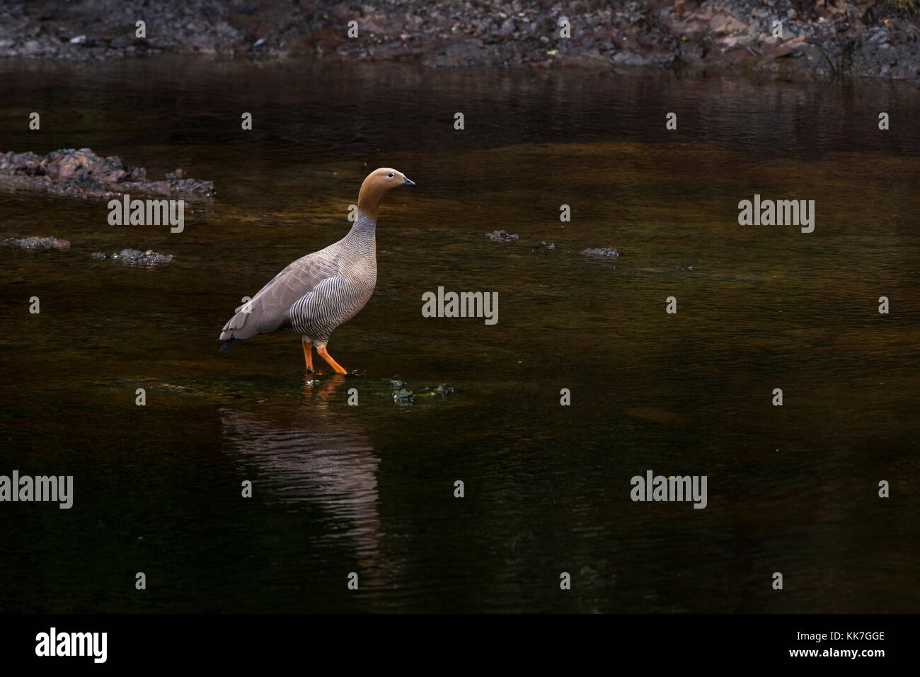 The highly endangered Ruddy-headed Goose (Chloephaga rubidiceps) from near Punta Arenas, Chile Stock Photo