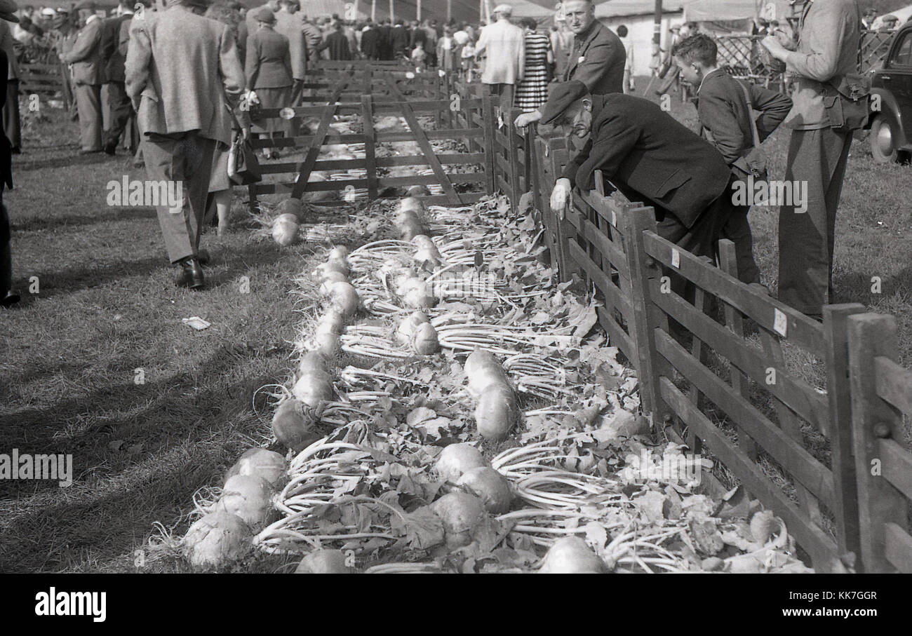 1950s, historical picture showing a man wearing a cloth cap and suit and a young boy with satchel visiting a rural county show where they look at a display of large turnips laid out on the grass. Turnips, particulary large ones, are an important feed for farm livestock. Stock Photo